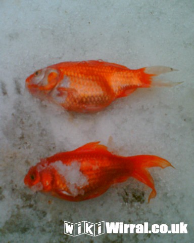 Attached picture dead goldfish.jpg